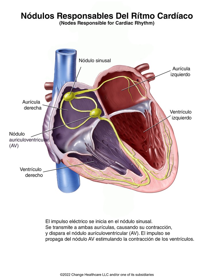 Nodes Responsible for Cardiac Rhythm: Illustration