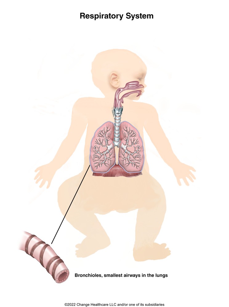 Respiratory System (Infant): Illustration