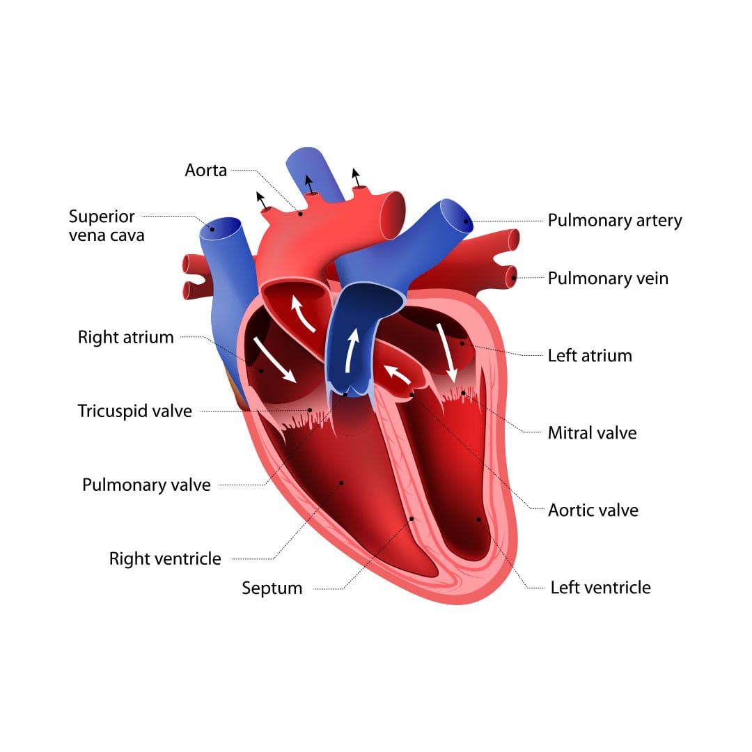 heart