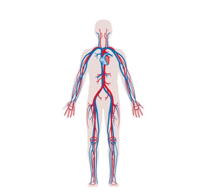 Vascular System