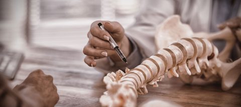 Doctor pointing to a place on a spine model
